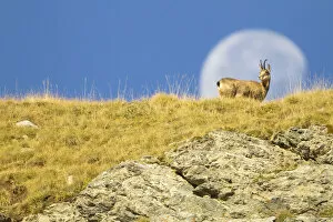 2018 August Highlights Gallery: Chamois (Rupicapra rupicapra) walking with the moon behind, Mercantour National Park