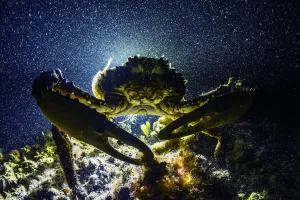 Majidae Prints: Channel clinging crab (Mithrax spinosissimus), Eleuthera, Bahamas