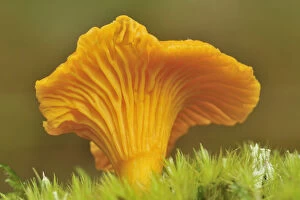 Yellow Gallery: Chanterelle fungi (Cantharellus cibarius) showing gills on underside, Inverness-shire