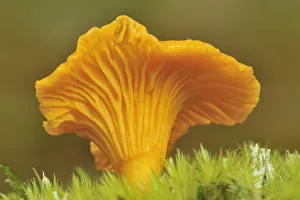 Mushroom Prints: Chanterelle fungi (Cantharellus cibarius) showing gills on underside, Inverness-shire