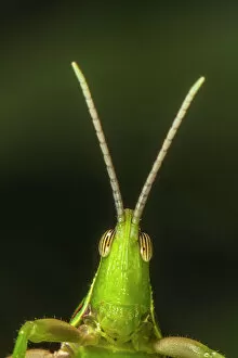 January 2023 Highlights Gallery: Chapuline grasshopper (Sphenarium mexicanum) portrait. Los Tuxtlas rainforest, Mexico, . July