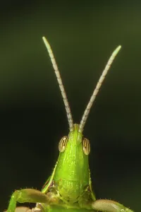 Orthoptera Prints: Chapuline grasshopper (Sphenarium mexicanum) portrait