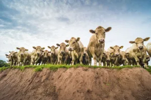 Images Dated 25th August 2017: Charolais cattle on eroded river bank, Monmouthshire, Wales, UK, August