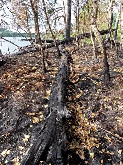 Damaged Prints: Charred trees in woodland at the head of Lake Windermere