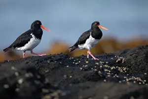 Oystercatcher Prints: Chatham oystercatchers (Haematopus chathamensis) pair