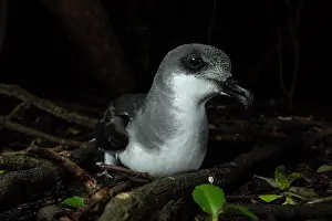 Tubinare Prints: Chatham petrel (Pterodroma axillaris) resting on the surface next to burrow in the forest