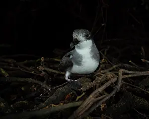 Tubinare Prints: Chatham petrel (Pterodroma axillaris) resting on the surface next to burrow in the forest