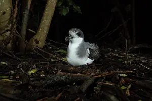 Tubinare Prints: Chatham petrel (Pterodroma axillaris) resting on the surface next to burrow in the forest