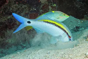 Opportunism Prints: Checkerboard wrasse (Halichoeres hortulanus) following a hunting Dash-dot goldfish (Parupeneus barberinus)