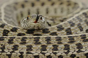 Threats Prints: Checkered Garter Snake (Thamnophis marcianus marcianus) coiled with tongue protruding