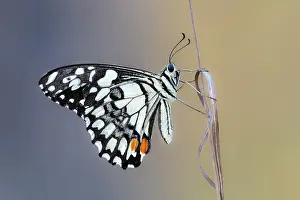 Butterfly Prints: Checkered swallowtail butterfly (Papilio demoleus) resting on a plant stem