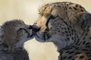 Acinonyx Jubatus Gallery: Cheetah {Acinonyx jubatus} 6-8 week cub grooming mother, Masai Mara Reserve, Kenya