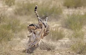 Acinonyx Gallery: Two Cheetah (Acinonyx jubatus) chasing Springbok (Antidorcas marsupialis) Kgalagadi