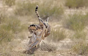 Cheetah Prints: Two Cheetah (Acinonyx jubatus) chasing Springbok (Antidorcas marsupialis) Kgalagadi