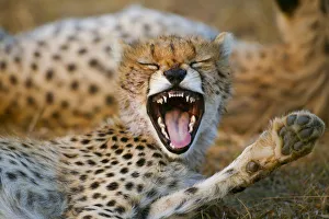 Cheetah (Acinonyx jubatus) cub aged 6 months yawning, Masai-Mara Game Reserve, Kenya