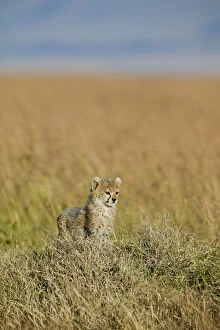 Cheetah (Acinonyx jubatus) cub aged 7 weeks, Masai-Mara Game Reserve, Kenya