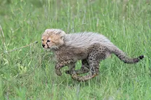 Tanzania Prints: Cheetah (Acinonyx jubatus) cub running through grass, Serengeti National Park, Tanzania