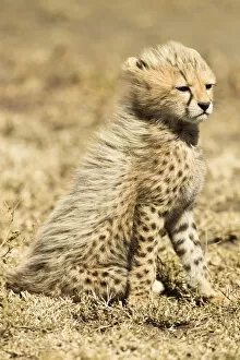 Cheetahs Gallery: Cheetah (Acinonyx jubatus) cub sitting portrait, Serengeti National Park, Tanzania