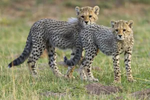 Cheetahs Collection: Cheetah (Acinonyx jubatus) cubs, Masai-Mara Game Reserve, Kenya. Vulnerable species