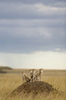 Cheetah (Acinonyx jubatus) cubs 4 months, Masai-Mara Game Reserve, Kenya. Vulnerable species