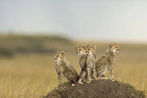 Acinonyx Jubatus Gallery: Cheetah (Acinonyx jubatus) cubs 4 months, Masai-Mara Game Reserve, Kenya