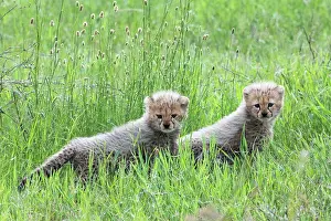 Tanzania Prints: Two Cheetah (Acinonyx jubatus) cubs