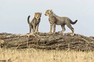 Acinonyx Gallery: Cheetah (Acinonyx jubatus), cubs age 8 weeks playing, Masai Mara Game Reserve, Kenya
