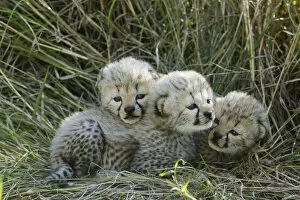 Acinonyx Jubatus Gallery: Cheetah (Acinonyx jubatus) cubs aged 5 weeks, Masai-Mara Game Reserve, Kenya