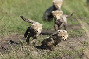 Cheetahs Collection: Cheetah (Acinonyx jubatus) cubs aged 6 / 7 weeks old playing, Masai-Mara Game Reserve, Kenya