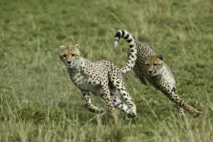 Cheetahs Collection: Cheetah (Acinonyx jubatus) cubs aged 9 months playing, Masai-Mara Game Reserve, Kenya