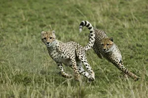 Cheetah Prints: Cheetah (Acinonyx jubatus) cubs aged 9 months playing, Masai-Mara Game Reserve, Kenya