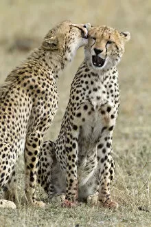 Cheetahs Collection: Cheetah (Acinonyx jubatus) cubs grooming each other, Masai-Mara Game Reserve, Kenya