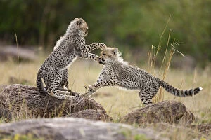 Acinonyx Jubatus Gallery: Cheetah (Acinonyx jubatus) cubs playing, Masai-Mara Game Reserve, Kenya. Vulnerable species
