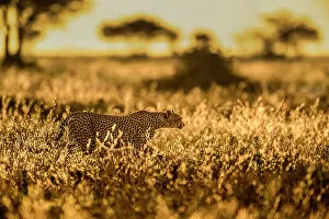 Camouflage Gallery: Cheetah (Acinonyx jubatus) female, walking through long grass at sunrise, Ndutu area
