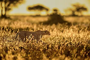 Camouflage Gallery: Cheetah (Acinonyx jubatus) female, walking through long grass at sunrise, Ndutu area