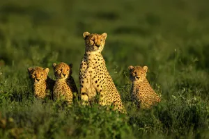 格安SALEスタート!の商品をすべて cheetah-acinonyx-jubatus- 絵画