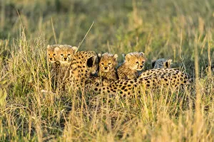Cheetahs Collection: Cheetah (Acinonyx jubatus) female and 8 / 9 week cubs, Masai Mara Game Reserve, Kenya