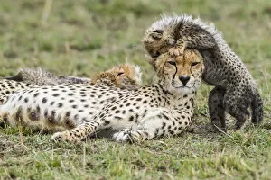 Cheetahs Gallery: Cheetah (Acinonyx jubatus) female and 8 / 9 week cubs, Masai Mara Game Reserve, Kenya