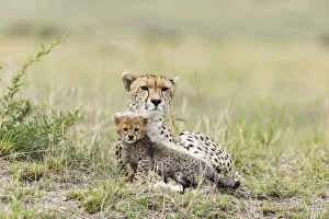Acinonyx Gallery: Cheetah (Acinonyx jubatus) female and 8 / 9 week cub, Masai Mara Game Reserve, Kenya