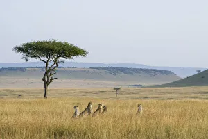 Cheetah Prints: Cheetah (Acinonyx jubatus) female with cubs sitting in long grass during the dry season