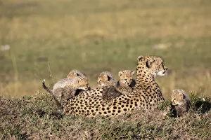 Acinonyx Gallery: Cheetah (Acinonyx jubatus) female resting with cubs climbing on back