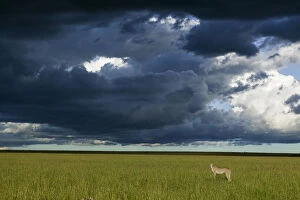 Acinonyx Jubatus Gallery: Cheetah (Acinonyx jubatus) female standing below dark storm clouds, Masai-Mara game reserve, Kenya