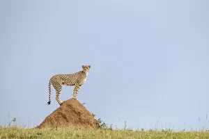 Cheetahs Collection: Cheetah (Acinonyx jubatus) female standing on mound to look for a prey, Masai Mara Game Reserve