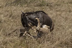 Two Cheetah (Acinonyx jubatus) hunting Blue wildebeest (Connochaetes taurinus). Masai Mara national reserve, Kenya, East Africa