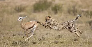 Images Dated 3rd April 2012: Cheetah (Acinonyx jubatus) hunting Springbok (Antidorcas marsupialis) trying to trip up the prey