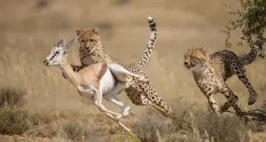 Cheetah (Acinonyx jubatus) hunting Springbok (Antidorcas marsupialis) Kgalagadi