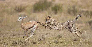 Cheetah Prints: Cheetah (Acinonyx jubatus) hunting Springbok (Antidorcas marsupialis) trying to trip up the prey