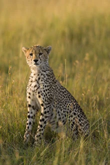 Acinonyx Jubatus Gallery: Cheetah (Acinonyx jubatus) juvenile, Masai-Mara Game Reserve, Kenya. Vulnerable species