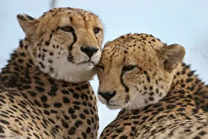 Cheetah (Acinonyx jubatus) two leaning close together, Okavango Delta, Botswana