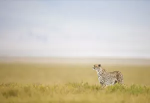 Cheetah (Acinonyx jubatus) male on the hunt with Crater rim in the background, Ngorongoro Crater